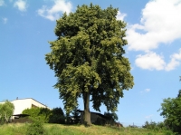 Památný strom Janova lípa