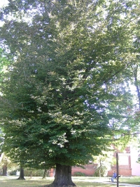 Buk lesní v parku u polikliniky v Hlučíně